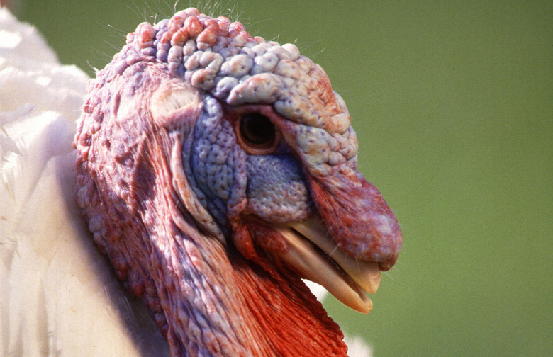 There Are Multiple Turkey Breeds