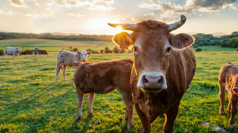 Cows in a field