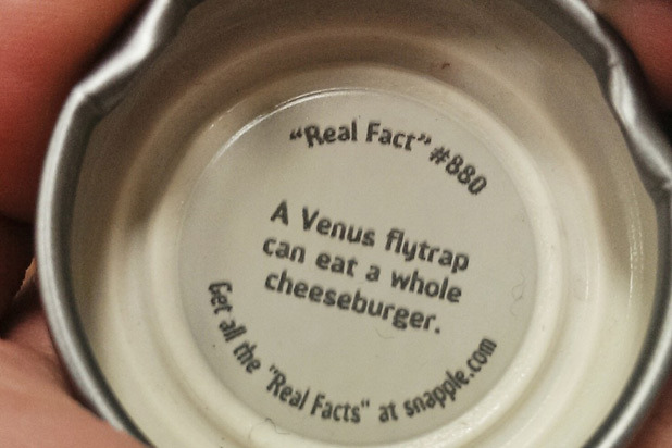 Snapple Real Fact No. 880: The Venus Flytrap Can Eat a Whole Cheeseburger