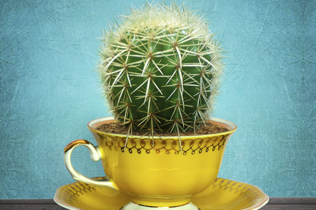 5. Cactus Tea