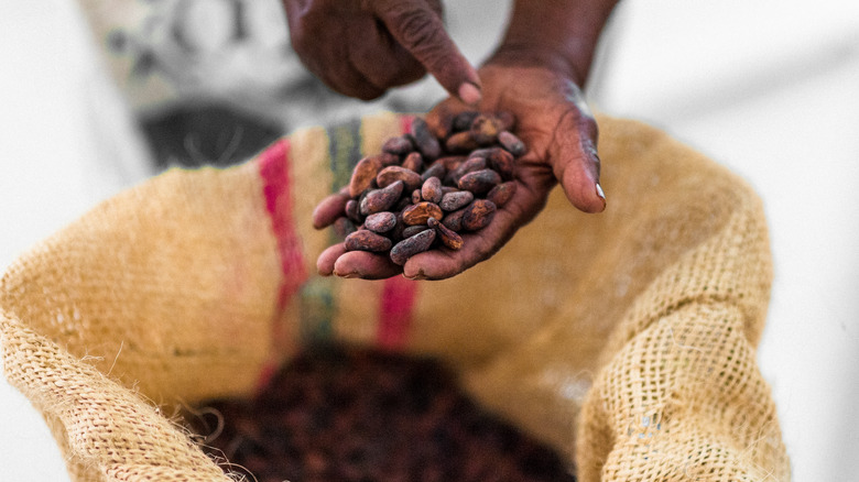 Farmer holding cocoa beans from a bag