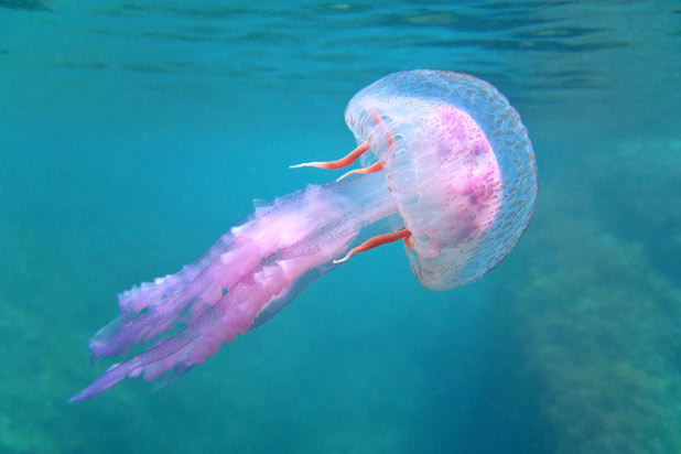 Heal a Jellyfish Sting with Vodka