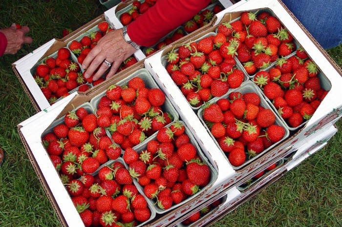 #74 Boyne City Farmers Market, Boyne, Mich.