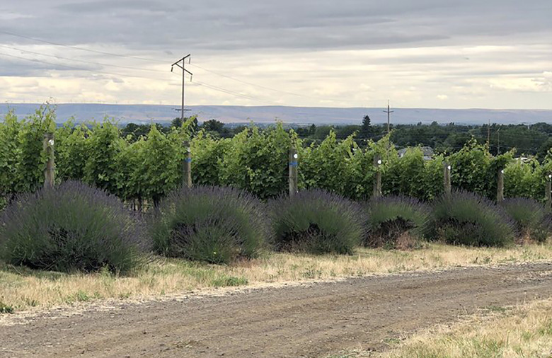 14. Leonetti Cellar, Walla Walla, Wash.