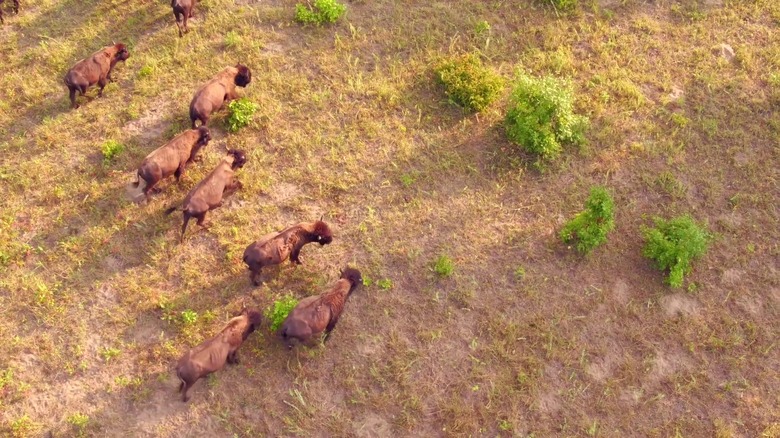 Bison on pasture