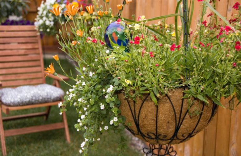 Hanging Plants