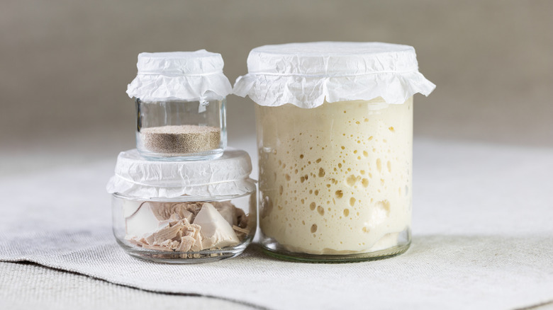 jars of various yeast types