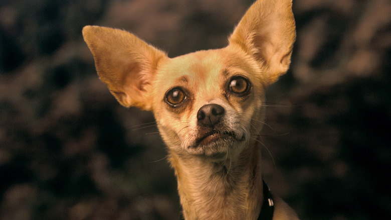 Taco Bell Chihuahua