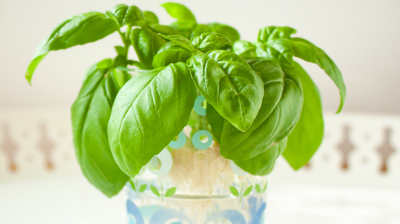 Basil growing roots in water