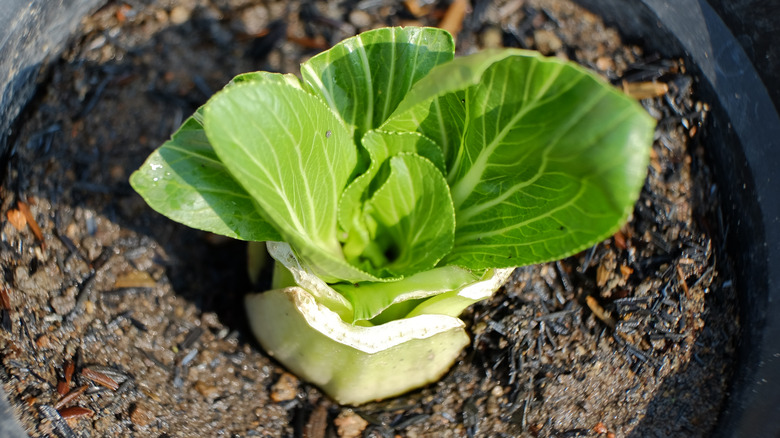 Bok choy regrowing from base