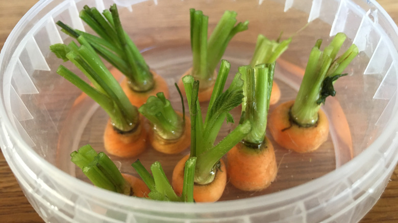 Carrot tops regrowing in water