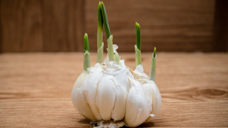 Garlic bulb with sprouts