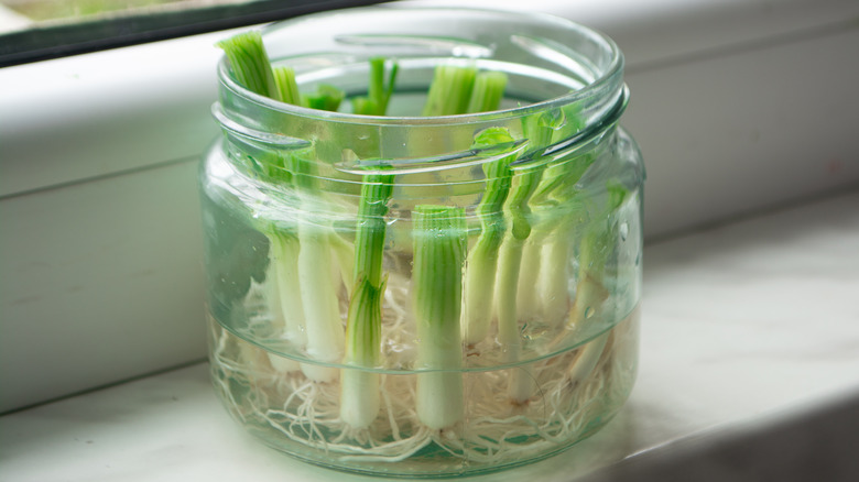 Spring onions regrowing in jar