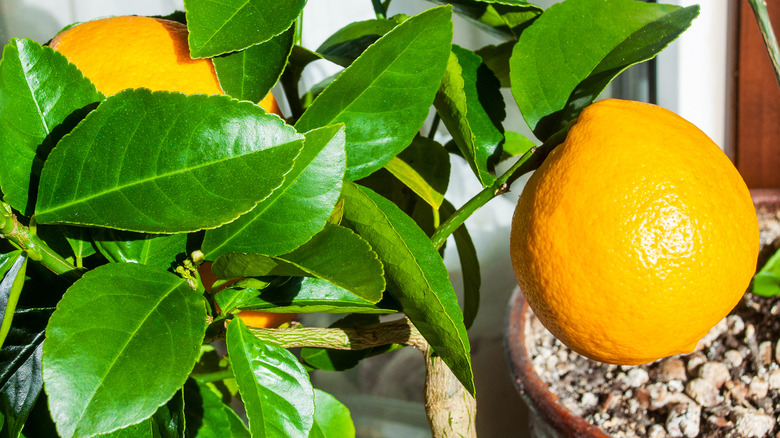 Lemons growing on indoor tree