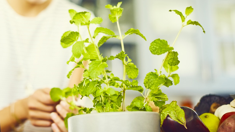 Potted mint growing indoors