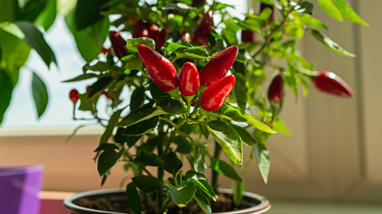 Hot peppers growing on windowsill