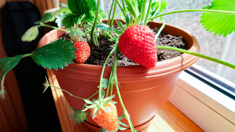 Potted strawberry plant with berries