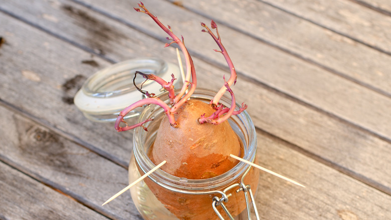 Sweet potato sprouting in water