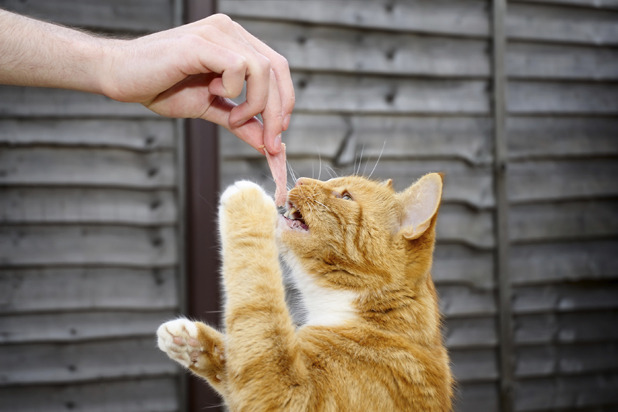 Keep Their Food Feline-Friendly