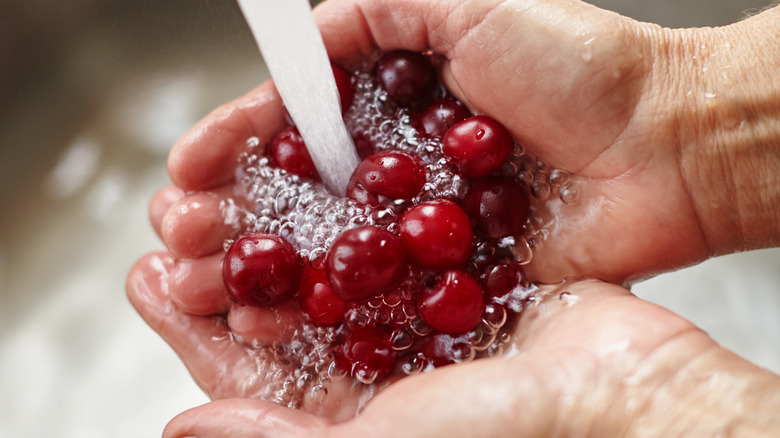 Washing cherries in sink