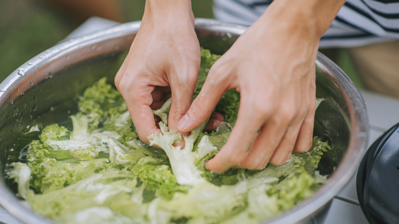 Washing lettuce in a bowl