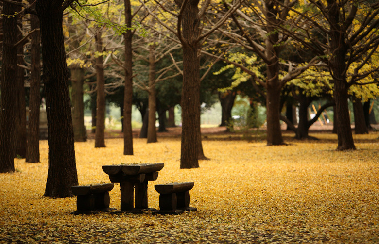 Yoyogi Park (Japan)