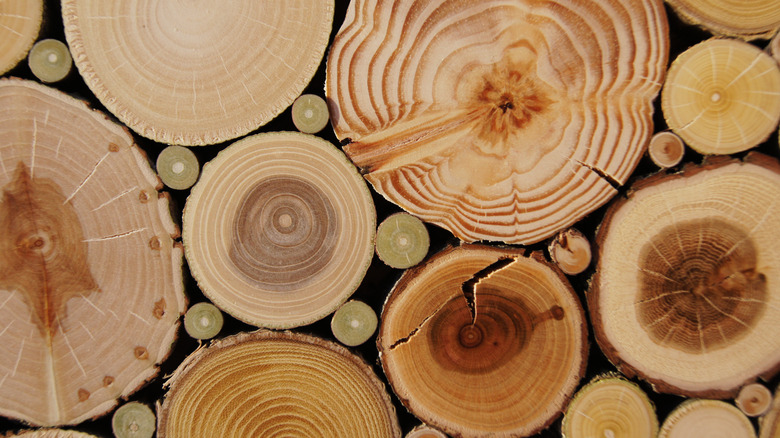 different types of wood 