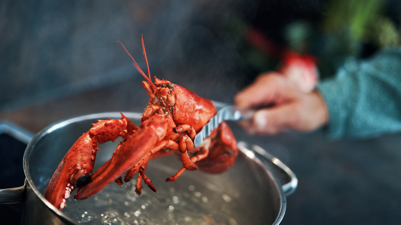 removing lobster from boiling water 