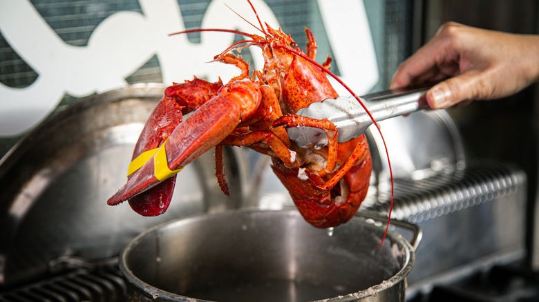 removing red lobster from pot