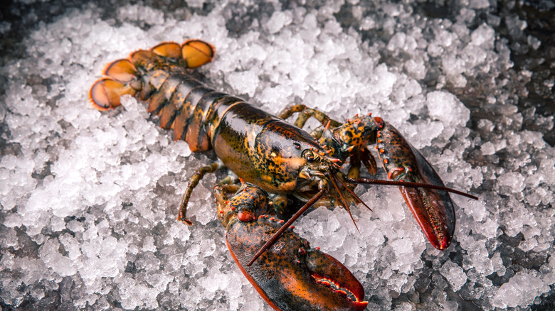 whole lobster on ice