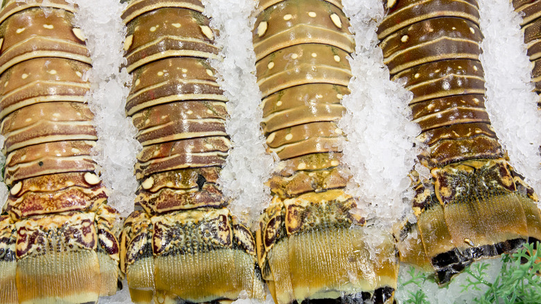 four lobster tails on ice