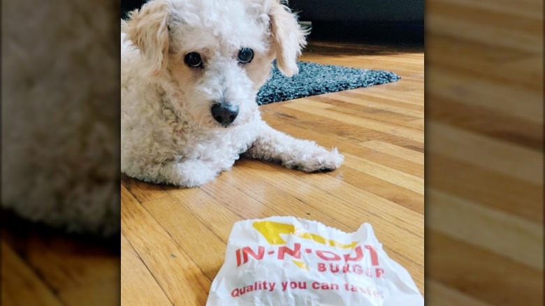 Dog with In-N-Out burger wrapper