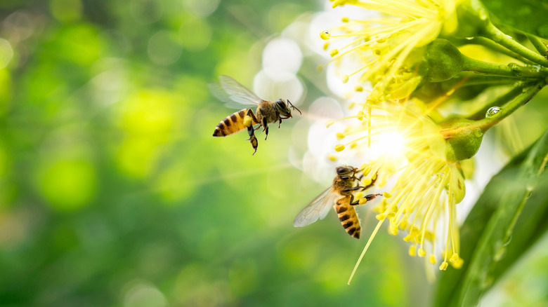 bees pollinating plants