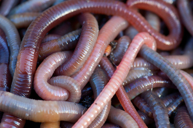 1) Most Worms Eaten in 30 Seconds