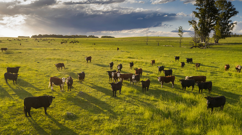 cattle on La Pampa