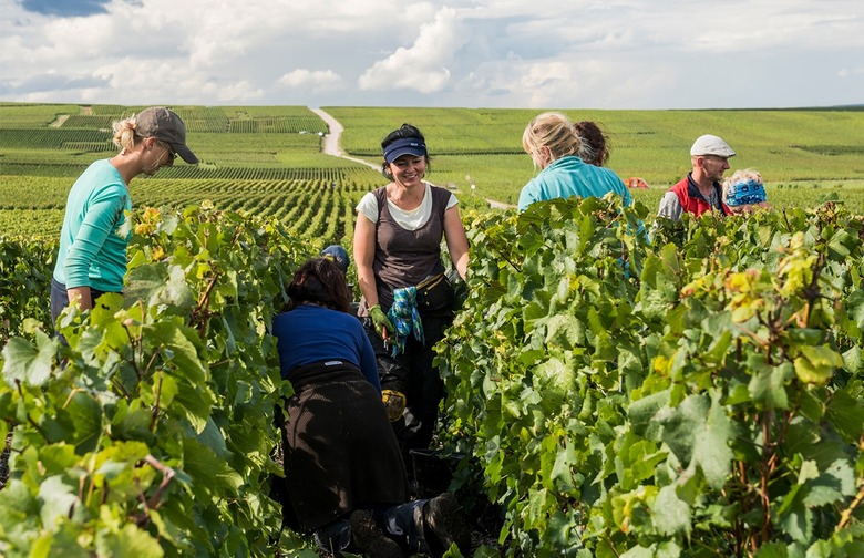 Champagne grapes must be picked by hand