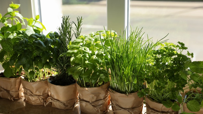 Fresh herbs on windowsill