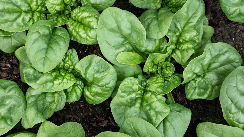 Spinach in garden