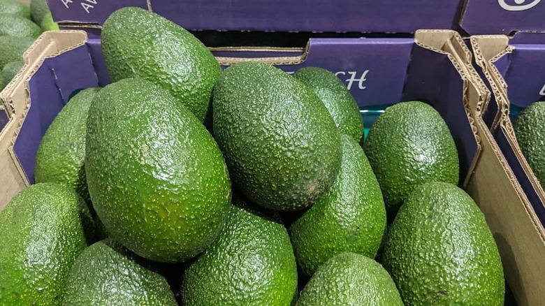 blue cardboard box of large green avocados