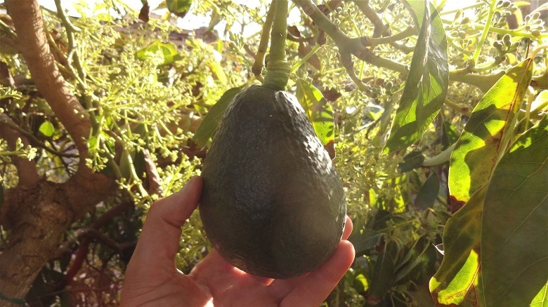 hand holding single avocado on tree