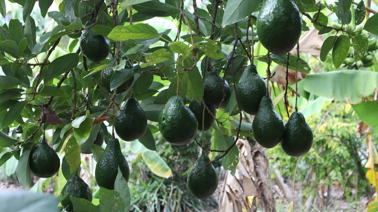 many glossy green avocados hanging from tree
