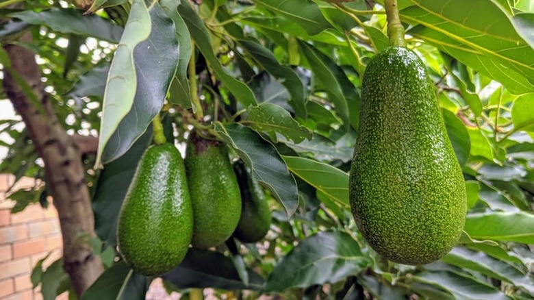 closeup of a few avocados hanging from a tree