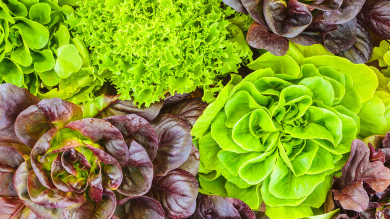 Assorted green and purple lettuce