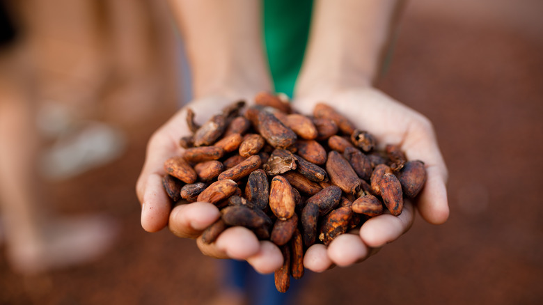 person holding cacao beans