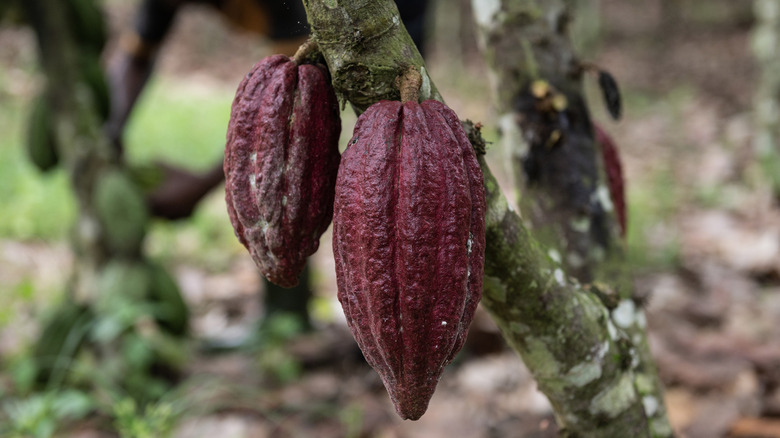 Cacao plant with two pods