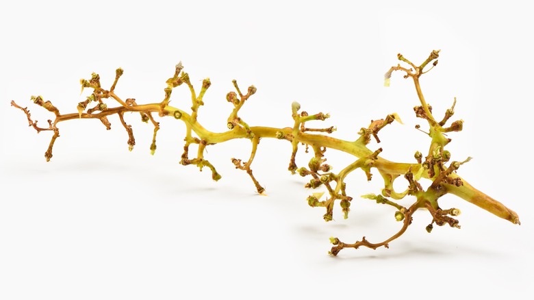 grape stem