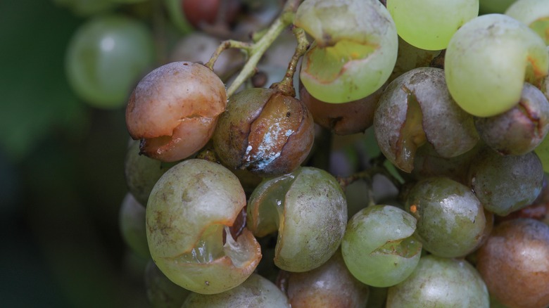 split and brown grapes