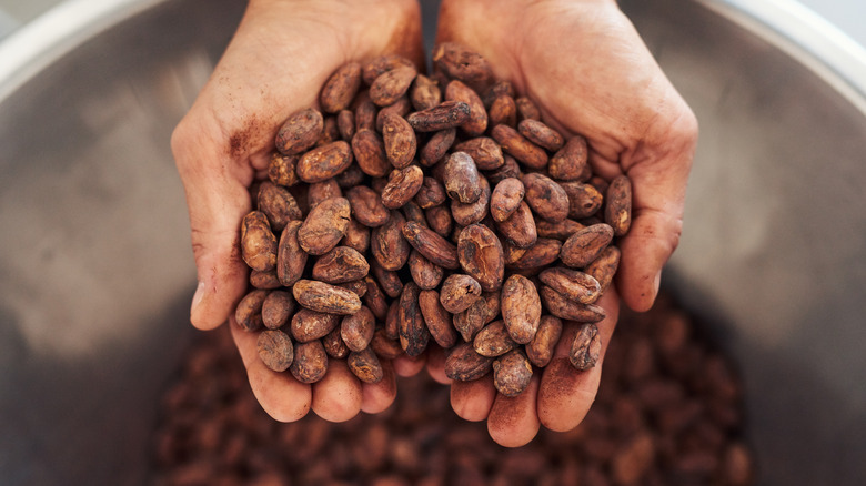 Raw cacao beans in hands