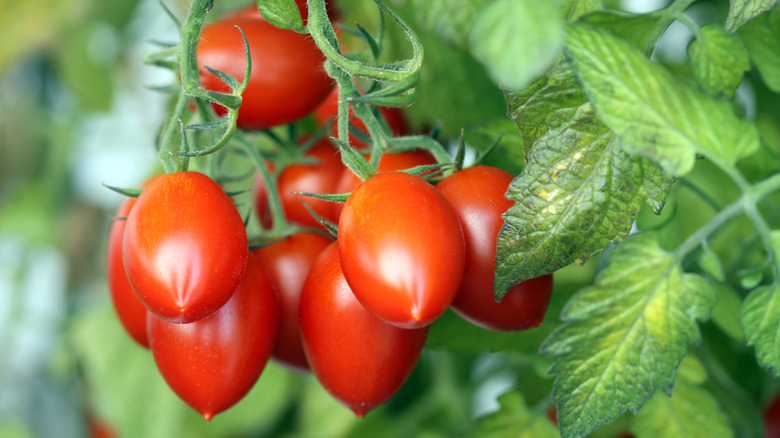 Roma tomatoes on vine