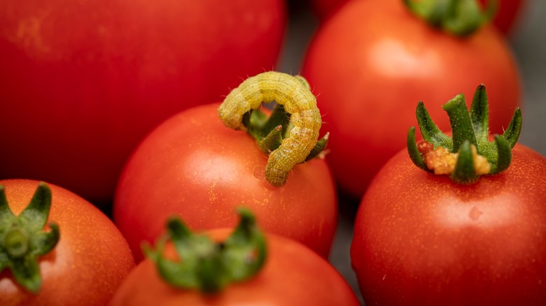 Tomato with a worm